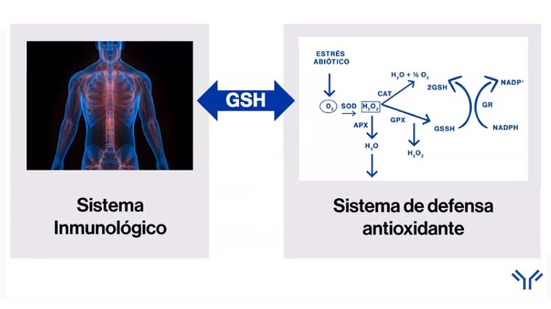Ilustración que representa la relación entre el sistema inmunitario y los mecanismos antioxidantes del organismo