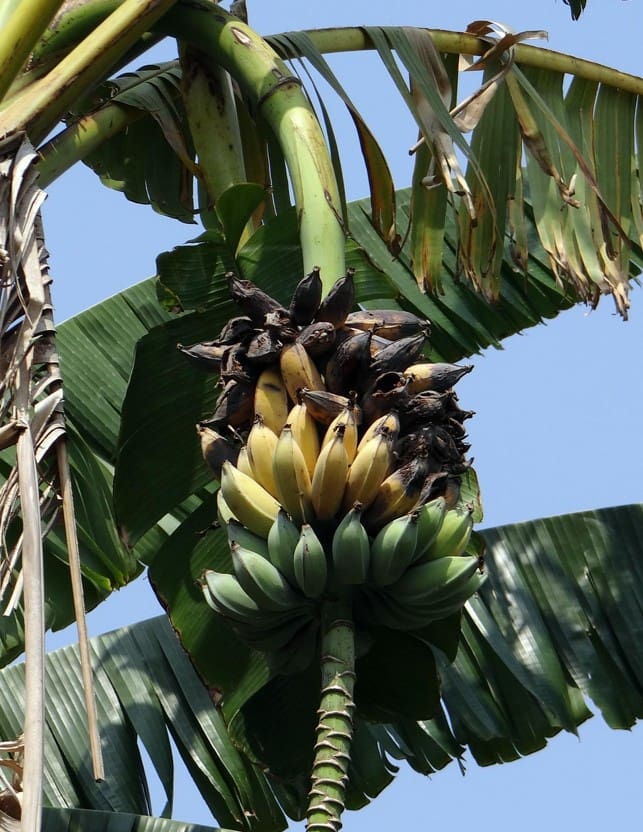 arbol con plátanos