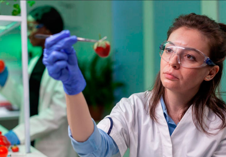 Investigadora en laboratorio examinando una fresa con pinza, imagen utilizada con fines educativos y científicos